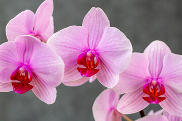 Naklejka na ściany i meble Blooming lovely pink orchids. Hobbies, floriculture, home flowers, houseplants