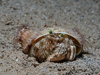 Pale Anemone Hermit Crab (Dardanus deformis)