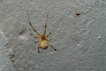 A female Latrodectus geometricus, or brown widow, on her web, with the male on the background