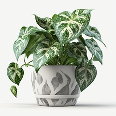 Potted plant