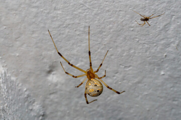 A female Latrodectus geometricus, or brown widow, on her web, with the male on the background