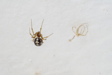 A Steatoda triangulosa, or false widow spider on her web.