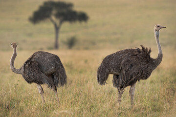 Ostrich in the Masai Mara grassland, Kenya