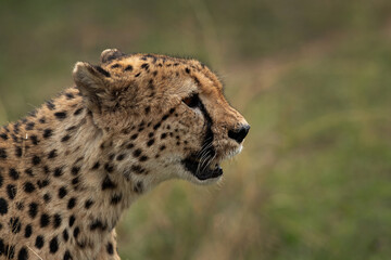 Portrait of a Cheetah at Masai Mara, Kenya