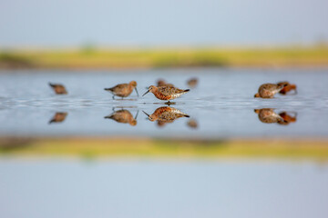 water bird looking for food in water, Curlew Sandpiper, Calidris ferruginea