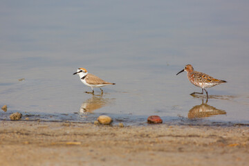 water bird looking for food in water, Curlew Sandpiper, Calidris ferruginea