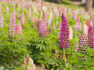 Fototapeta premium ルピナスの花, Lupinus