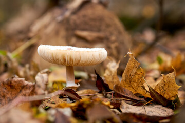 
Poisonous mushroom in the forest outdoors close-up.