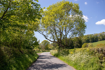 Countryside road in the summertime.