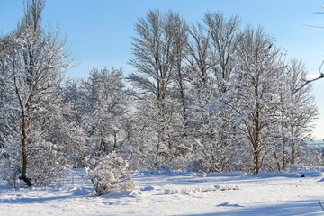 Winter forest and white fluffy snow at Christmas.