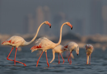 Closeup of Greater Flamingos in the early morning hours at Eker creek, Bahrain