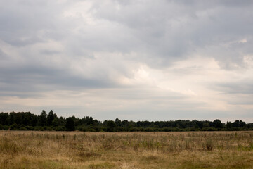 Panoramic view on sunflower field with sky