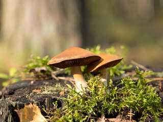 Harvesting forest mushrooms from ecologically clean places