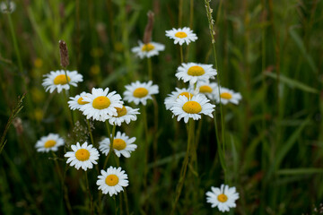 Fototapeta premium Chamomile is an odorless, very common herbaceous weed
