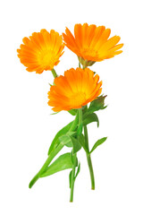 Calendula. Marigold flowers with leaves isolated on white. Selective focus
