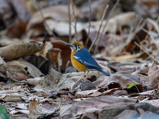 Orange headed thrush sitting in his habitat in search of breakfast.