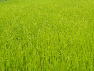 rice field background