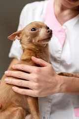 Small dog Toy Terrier and vet, pets checkup in vet clinic.