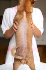 Photography baldness on back of dog, alopecia decease in pets.