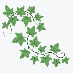 Floral ivy drawing decorative ornament flat design.
