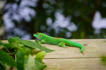 Green Gecko on a wooden plank