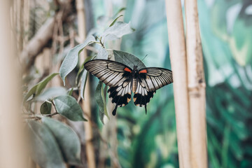 tropical butterfly close-up in the butterfly museum © Svetlana