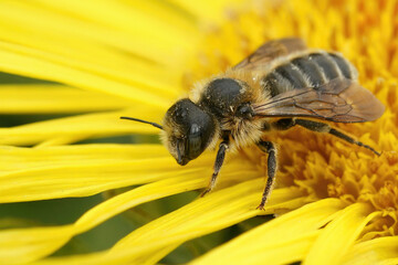 Closeup on a female of the rare Tridentate Small-Mason, Hoplitis tridentata sitting on yellow flower