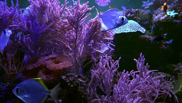 Monodactylus argenteus, silver moonyfish, silver moony, butter bream, diamondfish in marine aquarium. Tropical fish in oceanarium pool with coral reef and algae. Marine, sea, underwater life