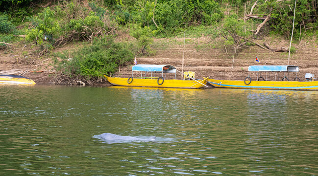 Dauphins d'eau douce du M&eacute;kong &agrave; Kampi au Cambodge