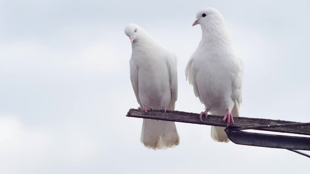 beautiful pair of white doves against the sky