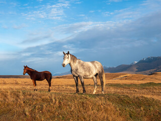 White and brown horses on the background of a mountain peak.  Beautiful horses in an autumn meadow poses against the background of a white snow-covered mountain.