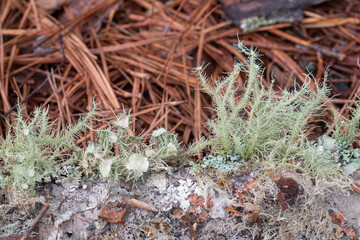 Various forms of mold and fungus growing on a fallen pine branch