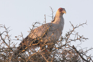 A Secretary bird stands in the safety of its nest.