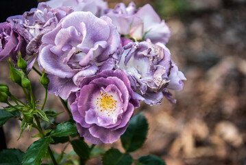 Violet rare roses with faded flowers. Close-up of flowers. The petals began to dry up.