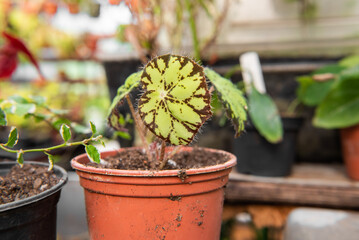 Young Begonia plant in a ceramic pot. Decorative plant. A greenhouse plant that loves a humid environment. Plants on the shelves. Homemade flower.