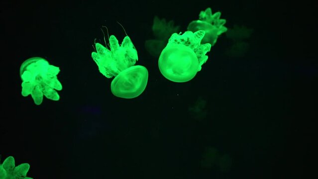 Group of pink fluorescent jellyfish swimming underwater in colorful neon light in aquarium. The Lychnorhiza lucerna marble jellyfish in dark water, ocean. Theriology, tourism, diving, undersea life.