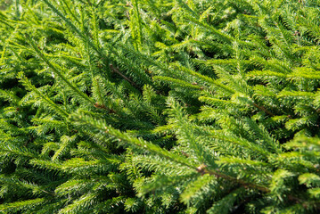 Young bright green shoots of a coniferous plant. Spruce branches with small needles. Lots of branches in the sun.