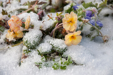 Flowers covered with snow