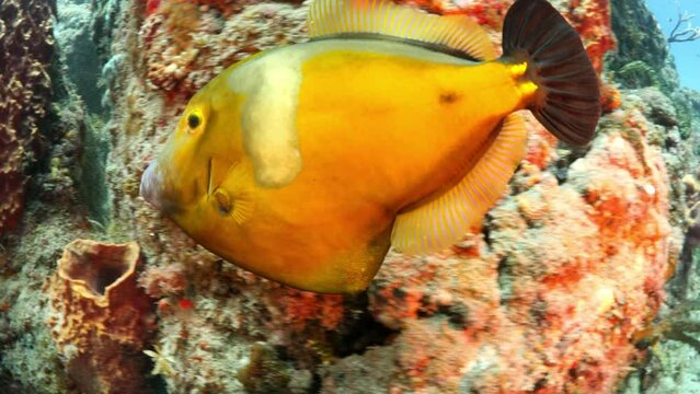 Shingle Orange Colored Fish Swimming Amidst Rocks In Tranquil Sea - Oranjestad, Sint Eustatius