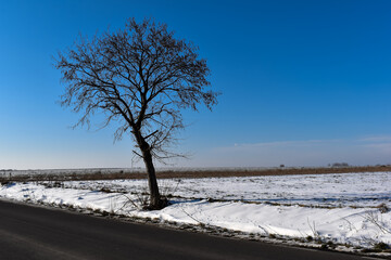 Samotne drzewo przy pustej drodze.