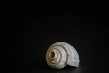 Poster conch shell with sandalwood stick and stone. pooja essentials for rituals during hindu religious festivals. shot against black background with copy space. © suparna