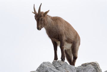 Naklejka na ściany i meble Young alpine Ibex (Capra Ibex) standing on a rock on white background