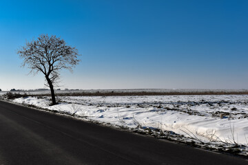 Samotne drzewo przy pustej drodze.