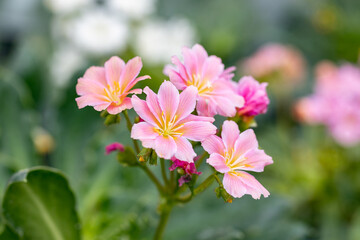 Lewisia cotyledon “Elise”. It's also called Siskiyou lewisia and cliff maids. This plant is...