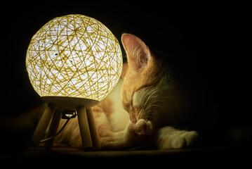 Cat sitting next to a lamp in almost total darkness