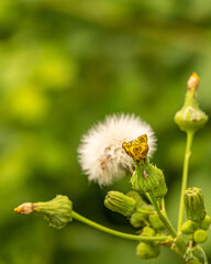 Eine Blume auf einer grünen Wiese.