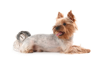 Cute Yorkshire Terrier with toothbrush on white background