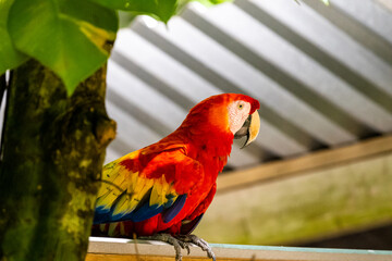 Honduras Karibik