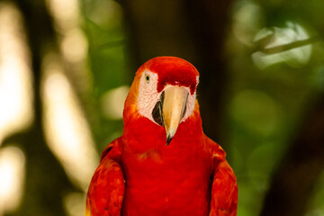 Honduras Karibik