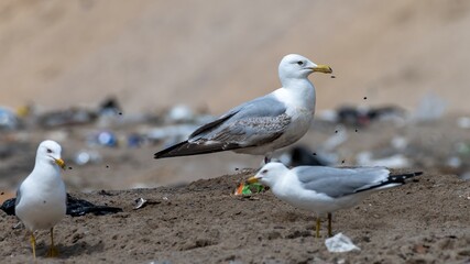 Herring (Larus argentatus) and ring-billed (Larus delawarensis) gulls in a landfill, dump, with several flying insects, sunny day